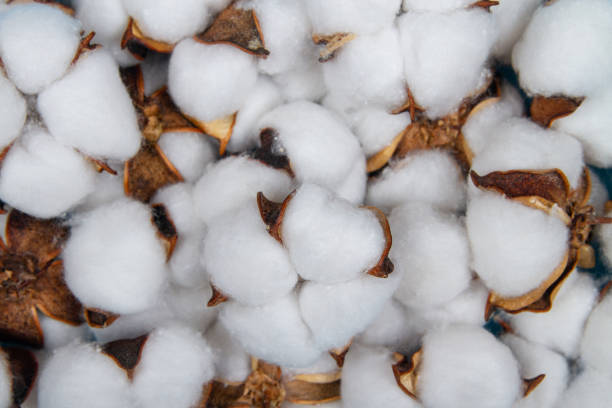 Cotton flower background Cotton flower background. Many cotton flowers closeup. cotton flower stock pictures, royalty-free photos & images