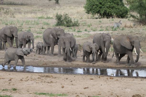 istock Herd of elephants walking by river 1367028398