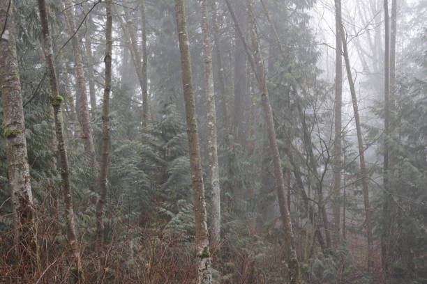istock Winter Fog in a Canadian West Coast Forest 1367028821