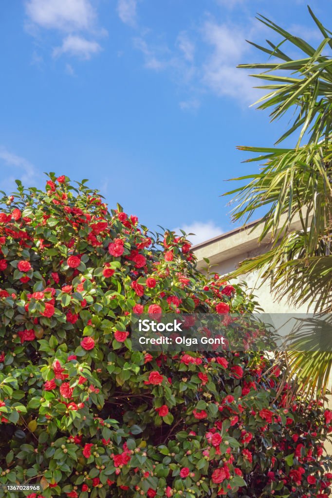 Spring. Beautiful bush of Camellia with green leaves and  red flowers Spring. Beautiful bush of Camellia with green leaves and  red flowers in Mediterranean garden. Montenegro Camellia Stock Photo