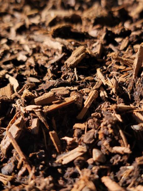 istock Close Up of Bark Dust 1367029762
