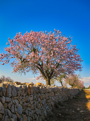 A single almond tree during the almond blossom in Mallorca. it stands in front of an old stone wall