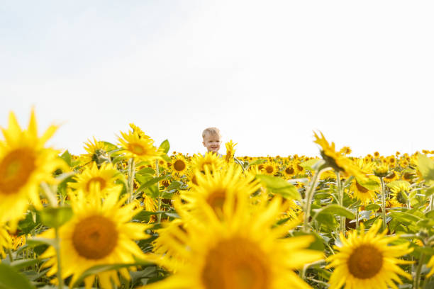 Free Stock Photo of Boy in sunflower field | Download Free Images and ...