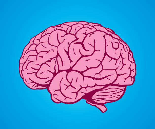 Brain Hand Drawn 2 Vector illustration of a hand drawn pink brain against a blue background. brain stock illustrations