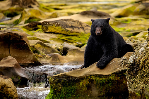 I took this photograph of a Black Bear as it sat on a formation of sea rocks about 20ft directly in front of me. The Black Bear was waiting for Salmon to make their way up the river. \n\nThis photo was taken near Port Hardy, BC, Canada while I was on a wildlife viewing trip to Vancouver Island in the summer of 2021. I was with a local guiding company at the time who ensured we never disturbed the wildlife, and we did not interfere with their natural habitat.