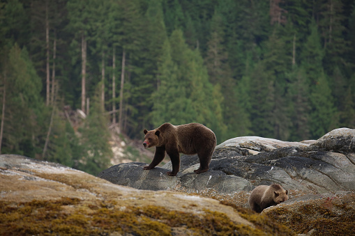 I took this photograph of a female Grizzly Bear and her cub near the coast of British Columbia, Canada. The two bears had just finished eating a Seal and you can see traces of blood on the nose of the Grizzly Bear. I was on a boat nearby as I captured this image. \n\nI was with a local guiding company at the time who ensured we never disturbed the wildlife, and we did not interfere with their natural habitat.