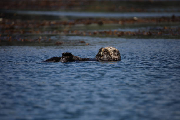 istock Tired Sea Otter in the Ocean 1367033375