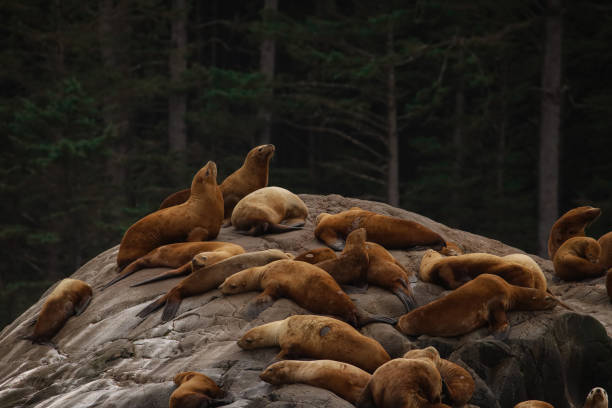 This photograph of this group of Sea Lions was taken near an island close to Vancouver Island. The Sea Lions were resting on a large formation of sea rocks as I took this photo.\n\nThis photograph was taken while I was on a boat, on a wildlife photography trip to Vancouver Island. I was with a local guiding company at the time who ensured we never disturbed the wildlife, and we did not interfere with their natural habitat.