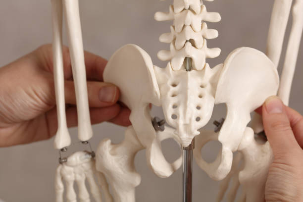 istock Pure posture correction, uneven hips. Doctor and skeleton model close up 1367034143