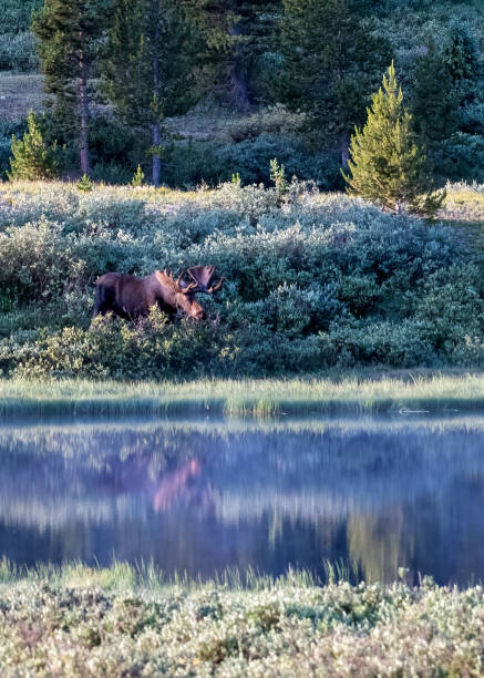 istock Large bull moose grazing beside pond in high mountain meadow 1367034638