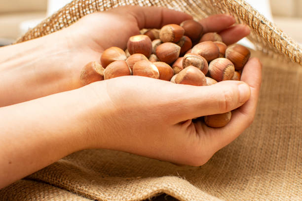 istock Women hands put hazelnuts in burlap sack. 1367035529