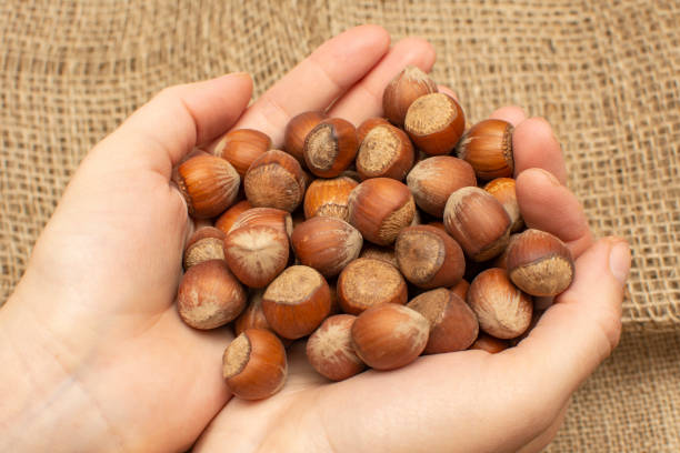 istock Women hands put hazelnuts in burlap sack. 1367035580