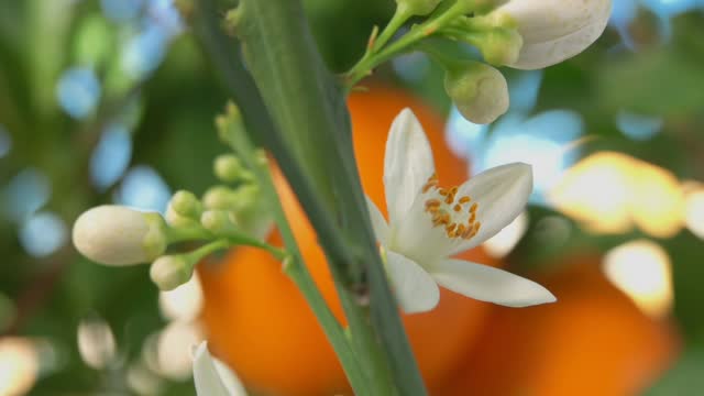 Super close-up of the white orange fragrant flower blooming on a branch of tree