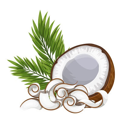 Coconut shavings, curls or rolled up slices of kernel. Half coconut and green palm Leaf. Vector illustration.