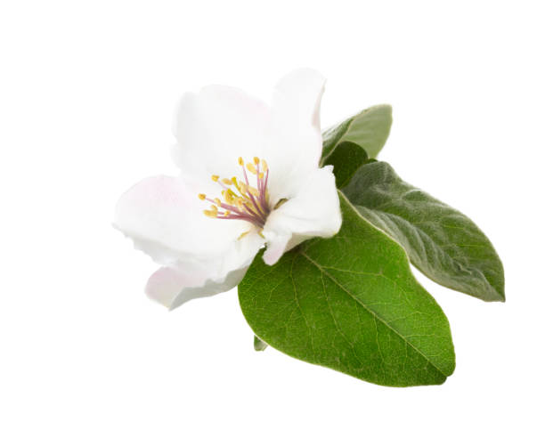 Quince flower isolated on white background.