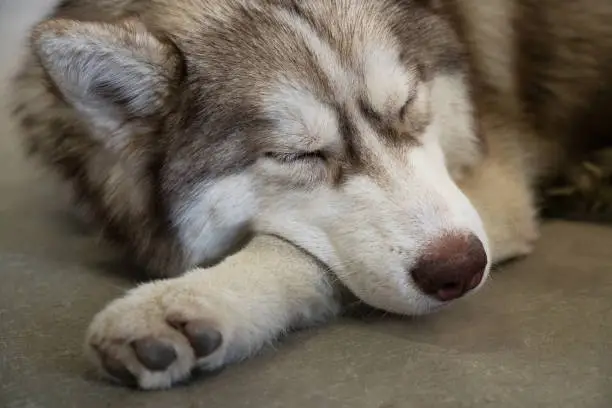 Photo of gray, white and brown husky with closed eyes sleep on the floor portrait of siberian husky. the dog looks like wolf