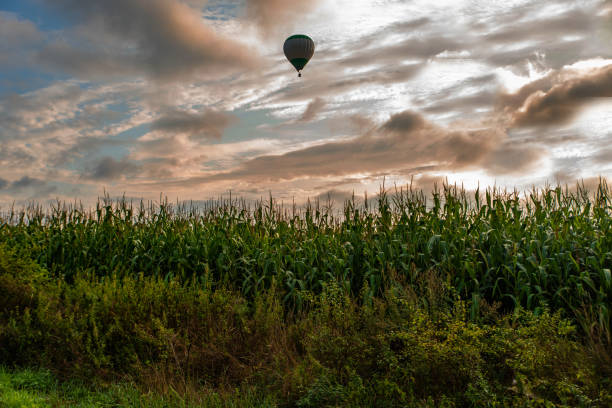 istock Flying ballon above maize field, sunrise. 1367038453