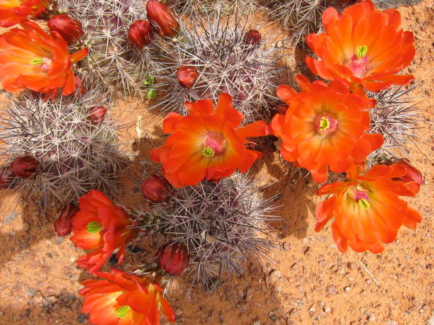 claret cup cactus in springtime - claret cup imagens e fotografias de stock