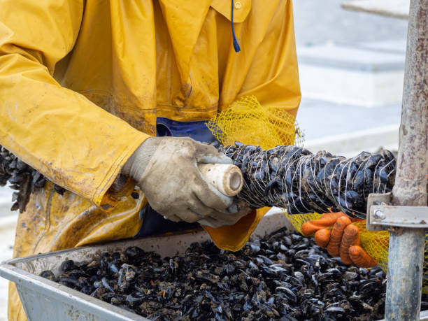 Fishermen embedding mussels in a rope for industrial seafood farming Fishermen embedding mussels in a rope for industrial seafood farming. Aquaculture concept. mussel stock pictures, royalty-free photos & images