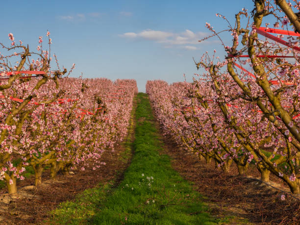 istock beautiful blooming peach trees in spring 1367042628