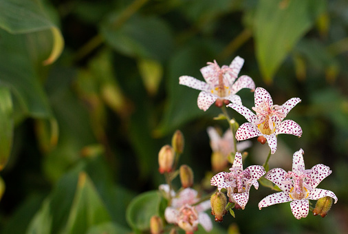 Cute tiny Tricyrtis toad lily flower growing in a flowerbed on a blurred bokeh background. A photo with free blank copy space for text. For cards, posters, website decoration etc.