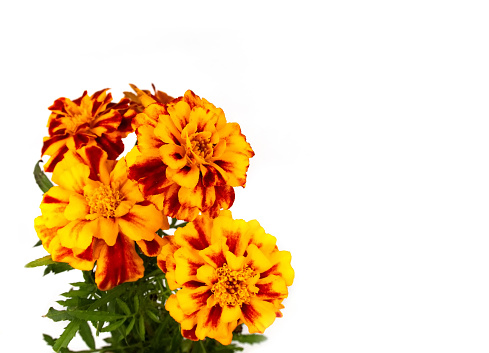 Yellow red orange autumn fall marigold calendula flowers isolated on white background. A4 paper size border frame photo with free blank copy space for text. For cards, presentations or poster.