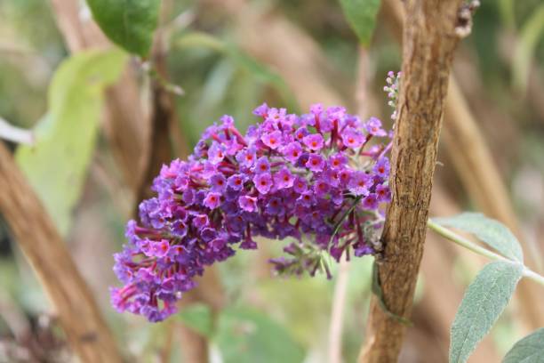 istock Purple Blossoms on a Butterfly Bush 1367043118