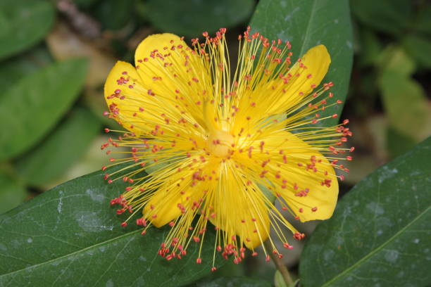 цветок зверобоя - st johns wort стоковые фото и изображения