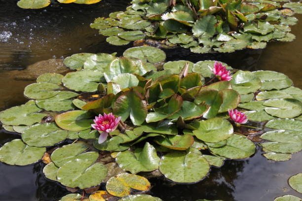 istock Pink Water Lilies on their Lily Pads 1367043985