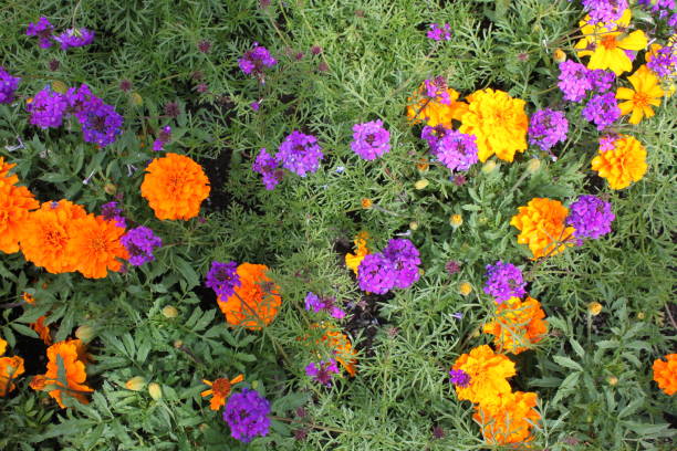 istock Marigolds & Common Lantana Flower Bed 1367043997
