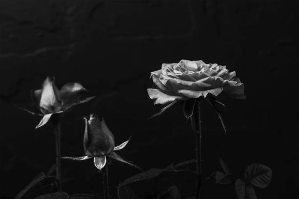 istock black and white rose in bloom over black background 1367044514