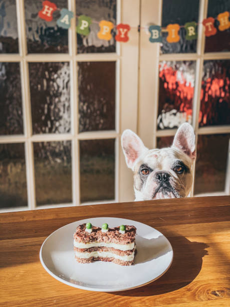 istock Birthday celebration for dog 1367049518