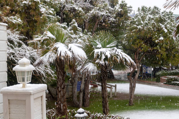 Fuertes nevadas en la costa mediterránea. Tormenta de nieve y palmeras cubiertas de blanco. Playas vacías y cafés de hotel. - foto de stock