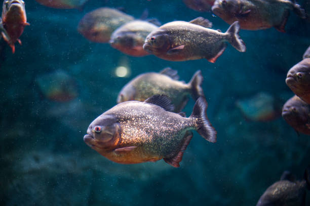 A flock of piranhas behind the glass of an aquarium stock photo