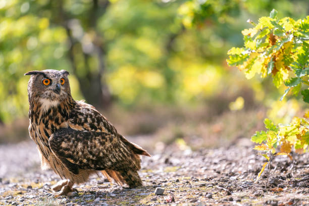 Euroasian eagle owl stanging on the ground. Bubo bubo Euroasian eagle owl stanging on the ground. Bubo bubo. Autumn sunny day with big owl. eurasian eagle owl stock pictures, royalty-free photos & images