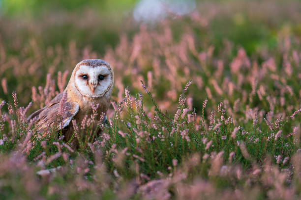 Barn owl in a heater. Owl standing on the ground and looking to the camera. Bird from a front direction. Tyto alba stock photo