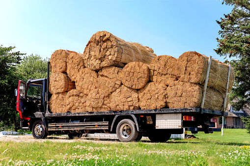 Load truck with large laced bundles of dry reed (Phragmites australis) on a pick-up for a new thatched roof in summer