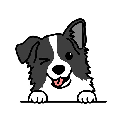 Cute border collie dog winking eye cartoon, vector illustration