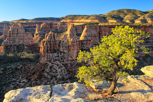 Pinyon pine at Grand View overlook in Colorado National Monument, Grand Junction, USA