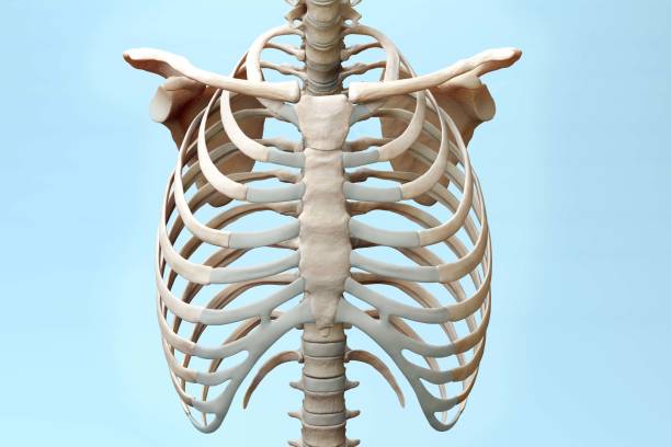 Skeleton Torso Front Torso Skeleton 3d Illustration on Blue Background ribs stock pictures, royalty-free photos & images