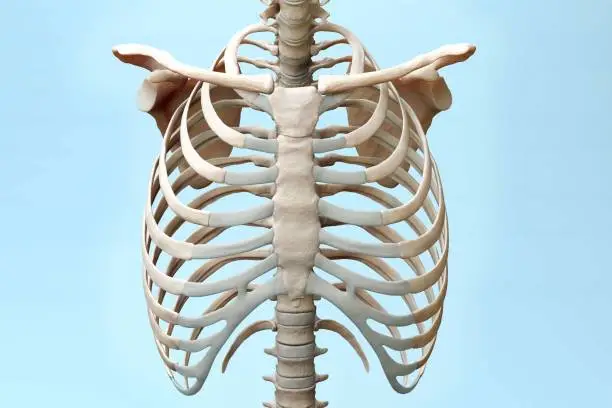 Front Torso Skeleton 3d Illustration on Blue Background