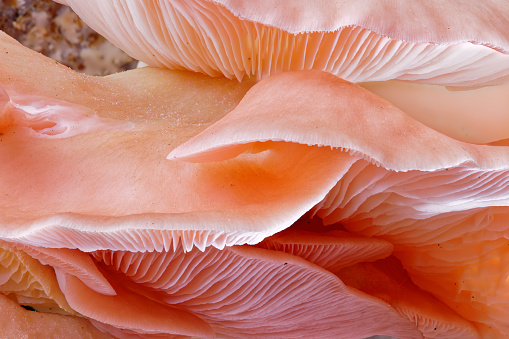 Close up view of pink oyster mushrooms (Pleurotus Parsonsiae) are native to Aotearoa New Zealand.