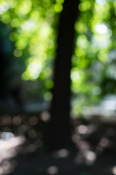 istock View of a tree out of focus and backlit. 1367056899