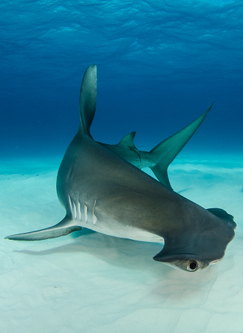 Great Hammerhead swims above white sand bottom of the sea.