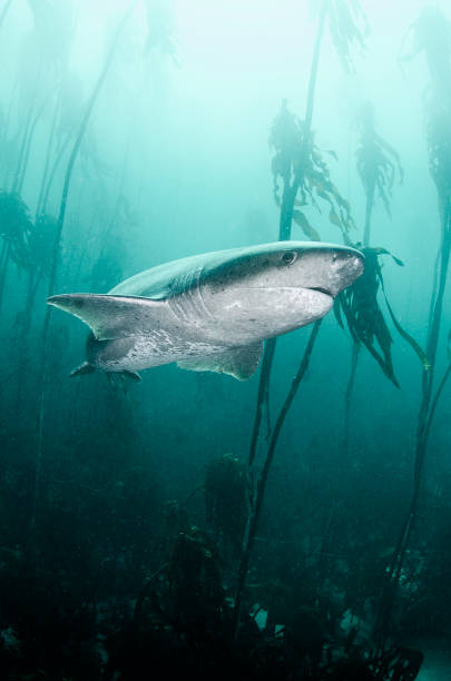 Seven Gill Shark stock photo