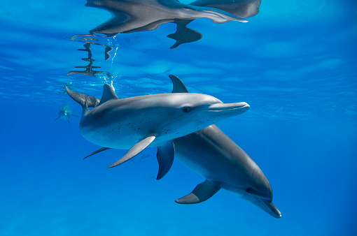 Group of dolphins jumping on the water - Beautiful seascape and blue sky