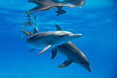 Atlantic Spotted Dolphins Mother and Calf