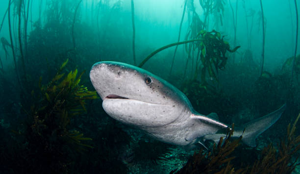 Seven Gill Shark In Kelp stock photo