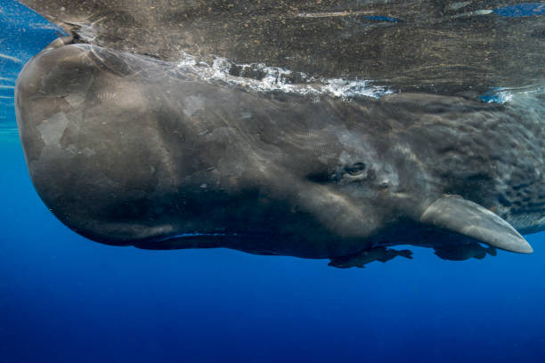 Sperm Whale Calf Young Sperm whale swims just below the surface of the ocean off Dominica cetacea stock pictures, royalty-free photos & images