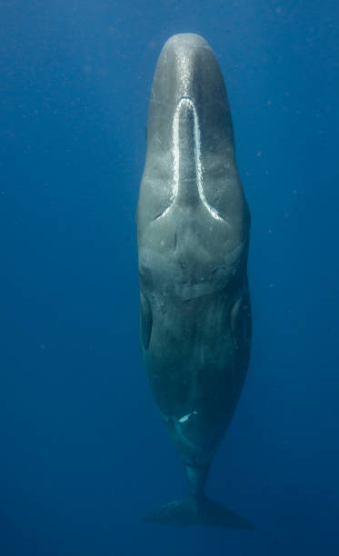 Sleeping Sperm Whale stock photo